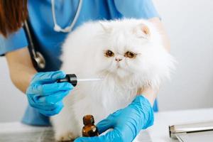 vrouw veterinair dokter gebruik makend van stethoscoop voor schattig katje en schoon dier oren in dier ziekenhuis foto