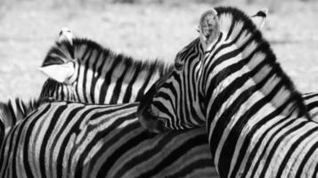 zebra's in Namibië foto