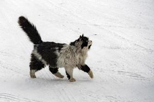 kat portret in de sneeuw achtergrond foto