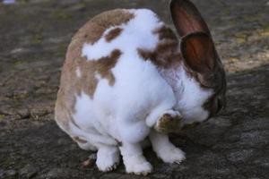 detailopname van een schattig en grappig wit-bruin konijn foto