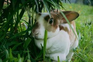 detailopname van een schattig en grappig wit-bruin konijn Aan de groen gras in de tuin foto