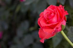 rood roze bloem in de tuin foto