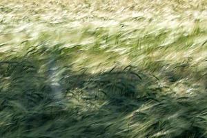 groen tarwe stekels veld- verhuisd door wind foto