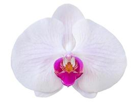 Paarse phalaenopsis orchidee bloem geïsoleerd op wit met uitknippad foto