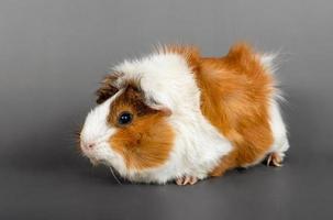 Guinea varken rozet Aan een grijs achtergrond. schattig knaagdier Guinea varken Aan gekleurde achtergrond foto