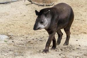 tapir komt eraan naar u foto