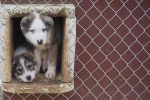 puppy twee maanden oud schor hond foto