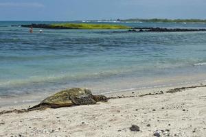 groen schildpad Aan zanderig strand in Hawaii foto