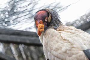 sarcoramphus papa dichtbij omhoog foto