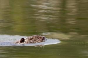 geïsoleerd bever beverrat terwijl zwemmen foto