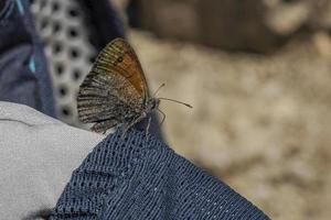 vlinder dichtbij omhoog in dolomieten foto