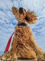 cocker spaniel hond oren in wind foto