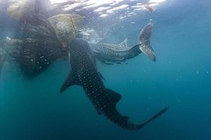 walvis haai dichtbij stuiten op in west Papoea cenderawasih baai foto