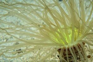 een ceriantus onderwater- zee geel bloem worm in cebu Filippijnen foto