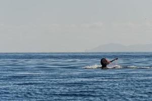 gebochelde walvis staart gevangen in visvangst netto foto