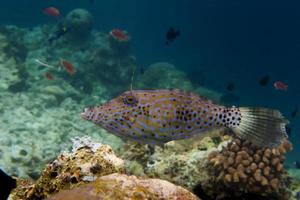 binnen een school- van barracuda in sipadan, Borneo, Maleisië foto