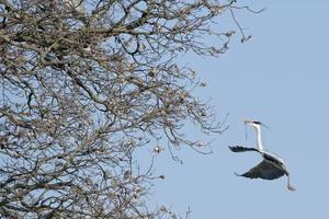 een zwart of blauw reiger silhouet terwijl gebouw nest foto