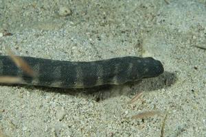 giftig zwart zee slang foto