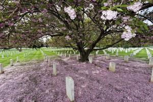 arlington begraafplaats kerkhof foto