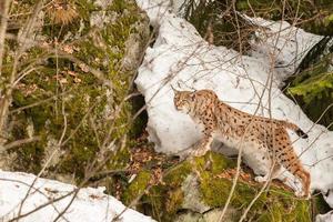 lynx portret op de achtergrond van de sneeuw foto