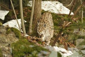 een geïsoleerd lynx in de sneeuw achtergrond terwijl jacht- op zoek Bij u foto