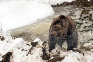 zwart beer bruin grizzly in winter foto