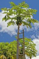 papaja Aan een boom klaar voor oogst foto