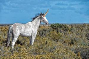 wit wild paard Aan blauw lucht achtergrond foto