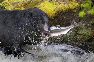 een zwart beer aan het eten een Zalm in een rivier- met plons en bloed Alaska snel voedsel foto
