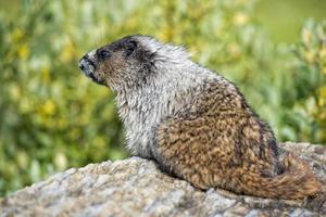 rotsachtig bergen Canadees marmot portret foto