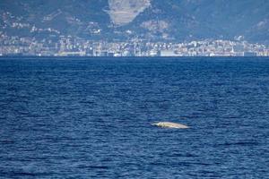 cuvier snavel walvis in middellandse Zee Ligurisch zee in voorkant van Genua stad- Italië foto