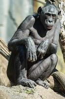 bonobo chimpansee aap portret dichtbij omhoog foto