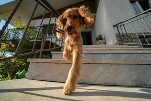 puppy hond cocker spaniel portret gaan naar beneden van trap foto