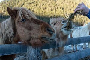 gek grappig paard aan het eten gras foto