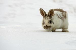 Pasen konijn geïsoleerd Aan wit sneeuw foto