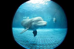 aquarium dolfijn op zoek Bij u foto