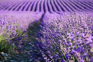 lavendel veld- in zomer. lavendel bloemen toenemen in strepen. foto