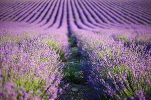 lavendel veld- in zomer. lavendel bloemen toenemen in strepen. foto