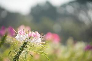 mooi bloem veld- in de ochtend- foto