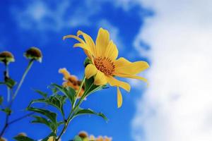 bua tong bloem Bij blauw lucht. foto