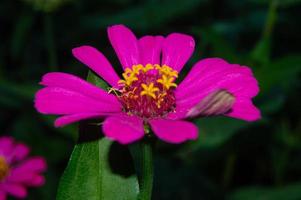 zinnia bloeiend in de tuin. deze bloem heeft een heel dun en stijf bloem kroon vergelijkbaar naar een vel van papier. zinia bestaat van 20 soorten van planten foto