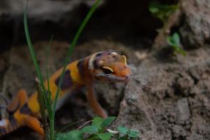 luipaard gekko spelen in de tuin. oranje luipaard gekko. gedomesticeerd reptiel. foto