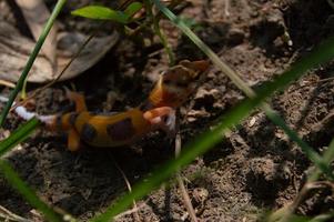 luipaard gekko spelen in de tuin. oranje luipaard gekko. gedomesticeerd reptiel. foto
