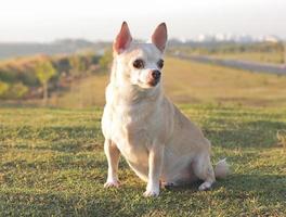 bruin kort haar- chihuahua hond zittend Aan groen gras buitenshuis, nieuwsgierig en opgewonden uitdrukking op zoek. foto