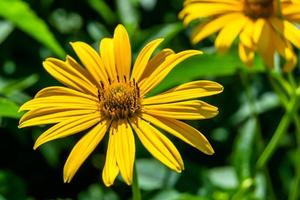 prima wild groeit bloem aster false zonnebloem Aan achtergrond weide foto