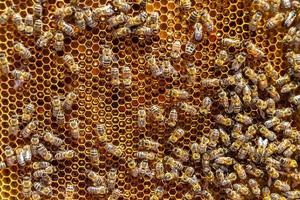 abstracte zeshoekige structuur is honingraat van bijenkorf gevuld foto