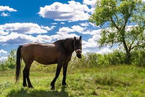 mooie wilde bruine paardenhengst op zomerbloemenweide foto