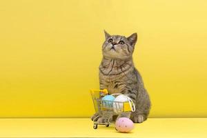 mooi klein Schots Rechtdoor katje zittend met gekleurde Pasen eieren in boodschappen doen kar Aan geel achtergrond foto