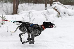 slee hond racen. wijzer slee hond in harnas rennen en Trekken hond bestuurder. winter sport kampioenschap wedstrijd. foto