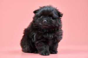 Pommeren spitz puppy op roze achtergrond foto